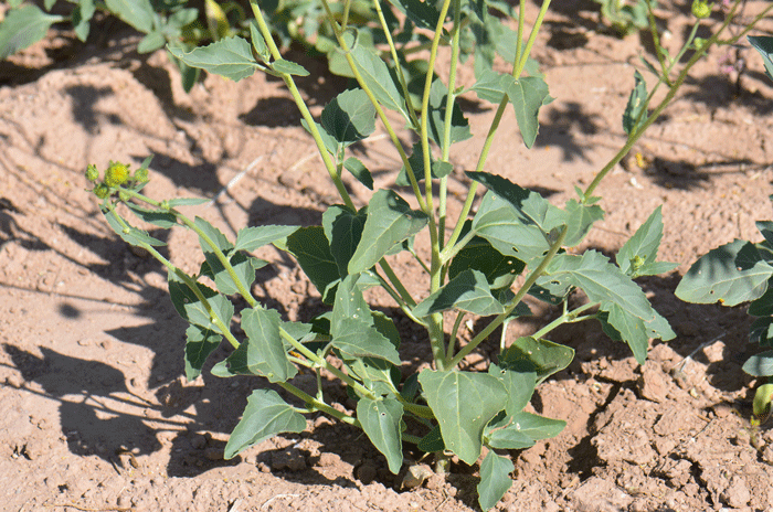 Golden Crownbeard has green or grayish-green leaves; the blades are generally triangular and the leaf edges or margins with coarsely toothed. Verbesina encelioides